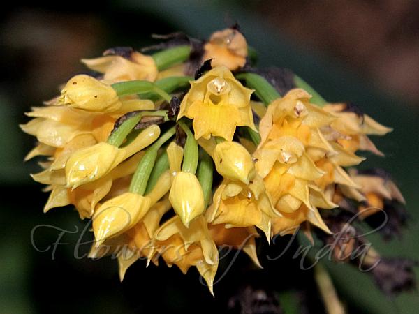 Short-Spurred Calanthe